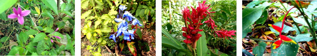 Images of April fowers in tropical backyard