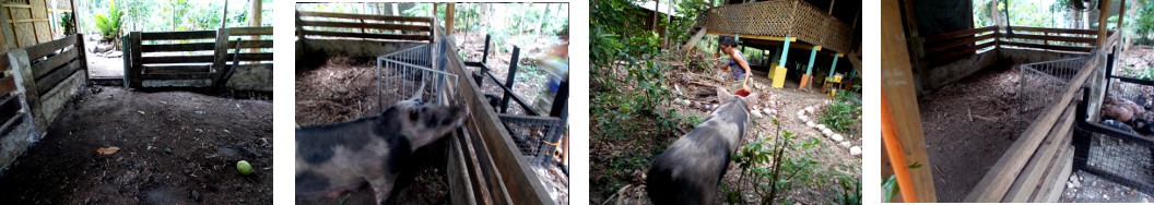 Images of tropical backyard sow being moved to a new
        pen