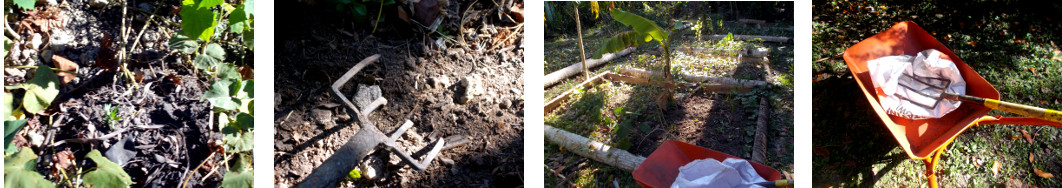 Images of compost from pig pen being spread on tropical
        backyard garden