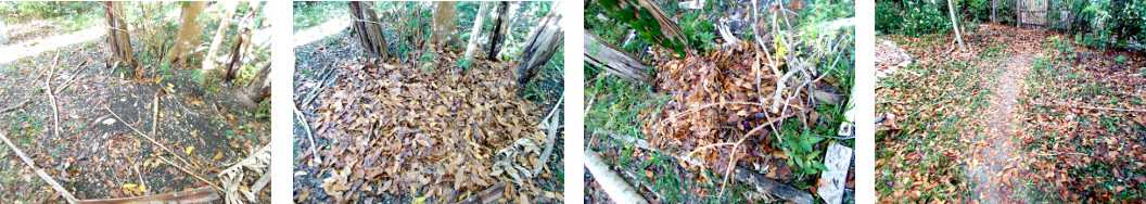 Imagws of fallen leaves in tropical backyard used as
        compost on various garden patches