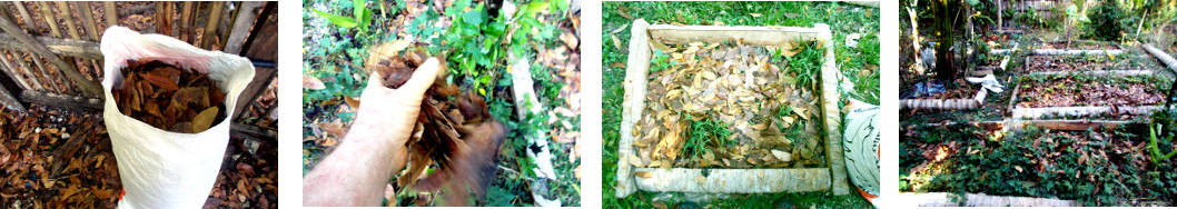 Images of dried summer leaves used to
        compost tropical backyard garden patches