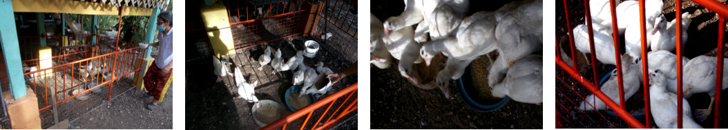 Images of ducklings in holding pen
        under tropical house