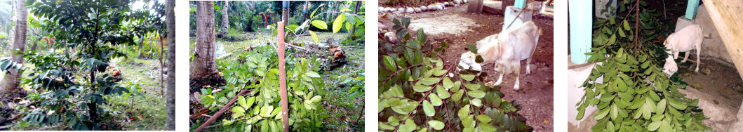 Imagws of smal tropical lbackyard tree
        chopped do0wn for animal fodderr