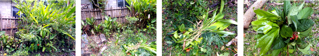 Images of tropical backyard garden hedge being trimmed