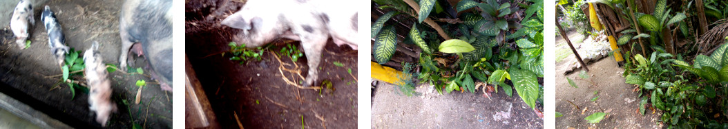 Images of tropical backyard hedge trimmings used as
        fodder and to repair another hedge