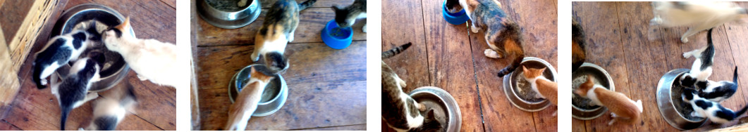 Images of kittens sharing their food
        with adult cats