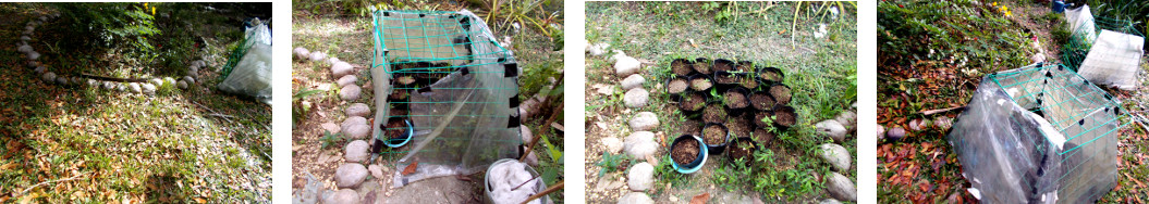 Images of plant nursery being moved in
        tropical backyard garden