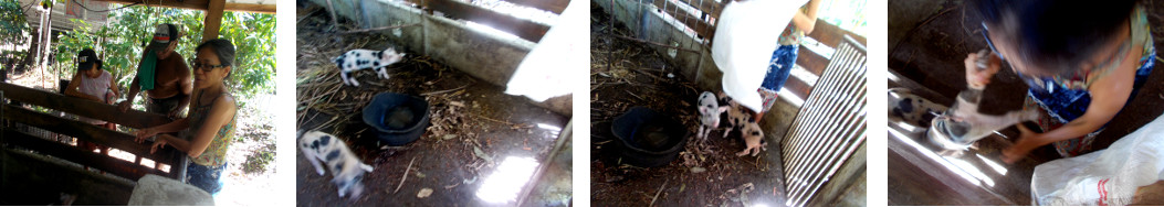 Images of tropical backyard piglet
        being caught