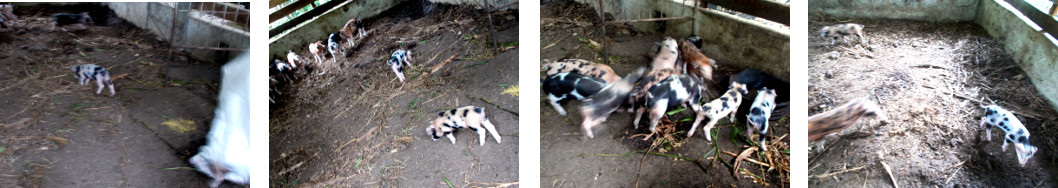 Images of hand reared piglets returned
        to their siblings