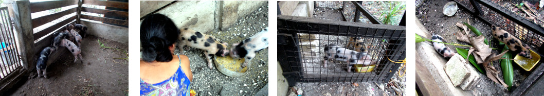 Images of hand raised piglets in
        private pen