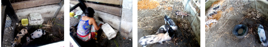 Imagss of hand raised tropical
        backyard piglets being returned to their siblings