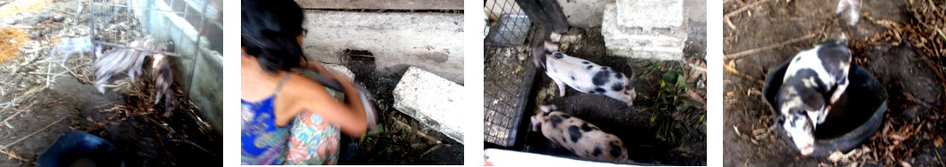 Images of hand raised tropical ackyard
        piglets isolated by their siblings