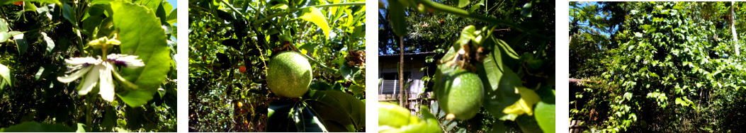 Images of passion fruit in tropical
        backyard