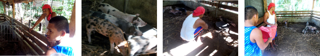 Images of tropical backyard piglets
        being caught