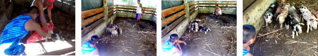 Imagws of tropical backyard piglets being caught