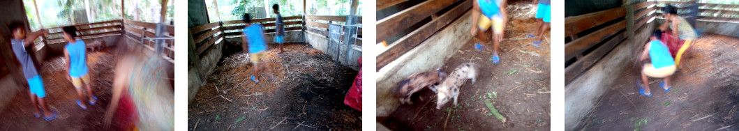 Images of tropical backyard piglets
        being caught