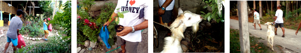 Images of tropival backyard piglets, plant cuttings and
        a goat being taken to a new home