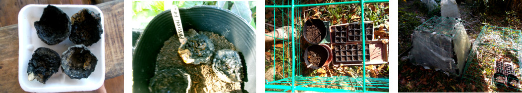 Images of passion fruit seeds potted in tropical
        backyard