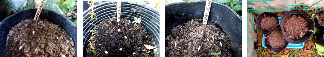 Images of seeds sown in pots in
        tropical backyard