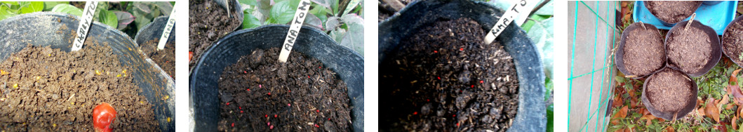 Images of tomato seeds potted in
        tropical backyard
