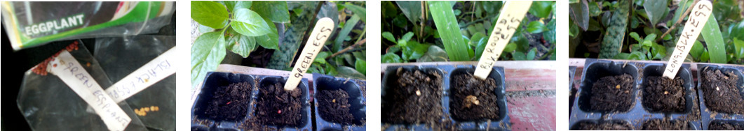 Images of various eggplant seeds
        planted in potting trays