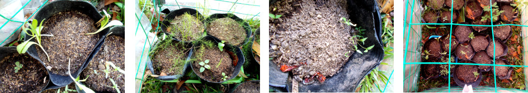 Imagws of various seedlings growing in
        tropical backyard nursery area