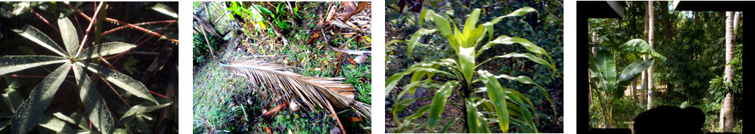 Images of sunny morning in tropoical backyard after rain
        in the night