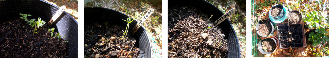 Images of sprouting seedlings i
        tropical backyard garden