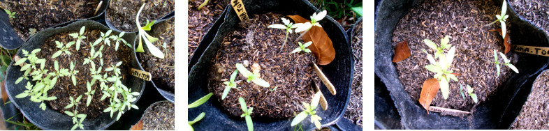 Imges of three different types of tomato seeds
            sprouting
