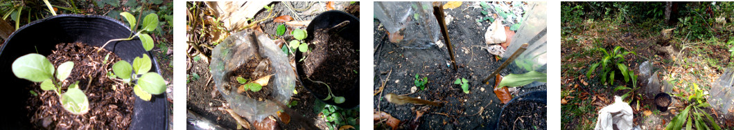 Omages of transplanted Eggplnt in
        tropical backyard