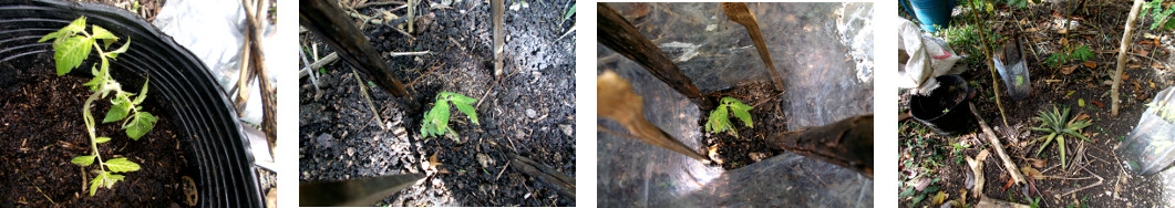 Images of tomato transplanted in
        tropical backyard garden