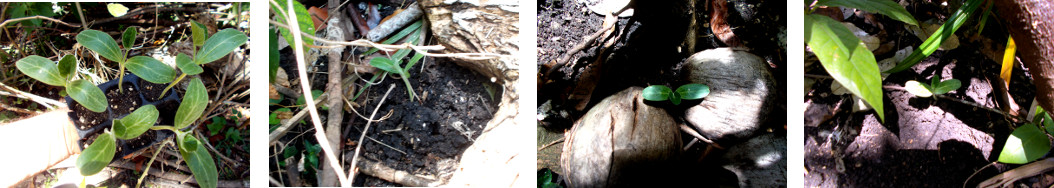 Images of Upo (white Gourd) transplanted in tropical
        backyard vgardem