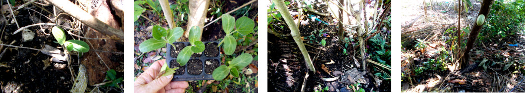 Images of white Gourd translanted in triopical backyard