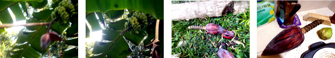 Images of banana heart being harvested in tropical
            backyard