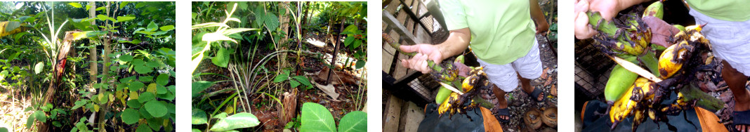 Images of harvesting bananas eaten by
        bats