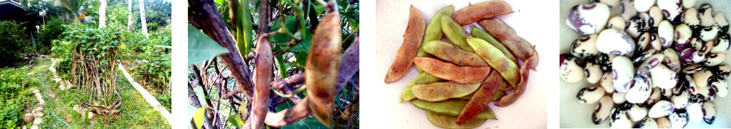 Images of beans picked in tropical
        bacyard