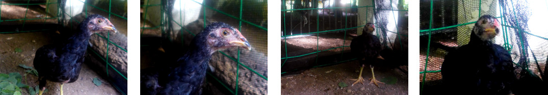 Images of black chicken in tropical
          backyard