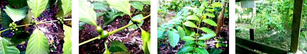 Images of coffeee beans growing in
        tropical backyard