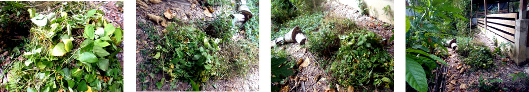 Images of composted bean plants in
        tropical backyard