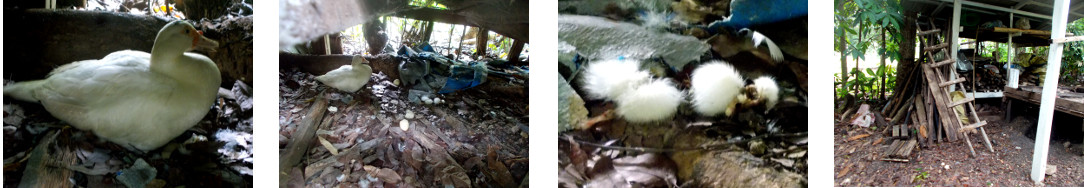 Images of tropical backyard duck nest
        ravages by predator