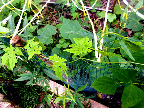 Image of plants growing in tropical
        backyard