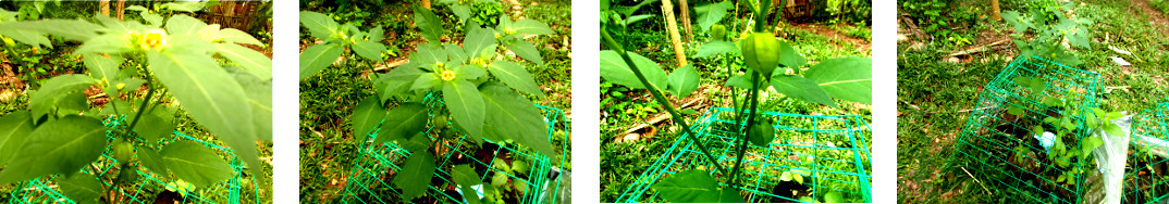 Images of Lantern Type Plant growing
        as weed in tropical garden