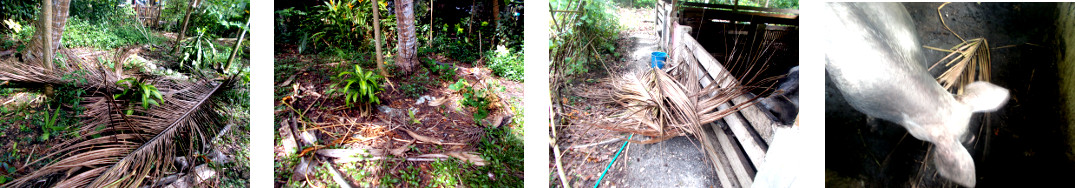 Images of fallen coconut branches
        cleared up in tropical backyard