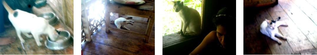 Images of cat making an unwanted visit
        in tropical home