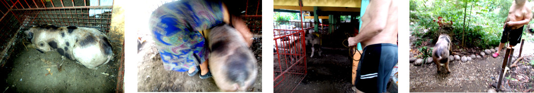 Images of trpical backyard pig being
        taken into the garden
