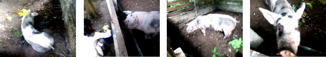 Images of sick tropical backyard sow