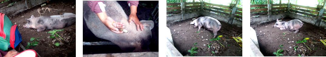 Images of sick tropical backyard sow
        getting an injection