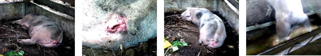 Images of sick tropical backyard sow a
        few hours after getting an antibiotic injection