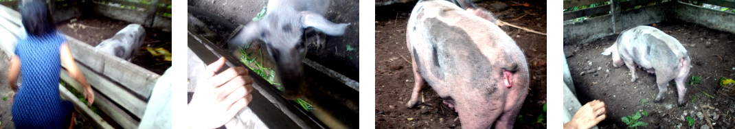 Images of sick tropical backyard sow eating a few
          hours after getting an antibiotic injection