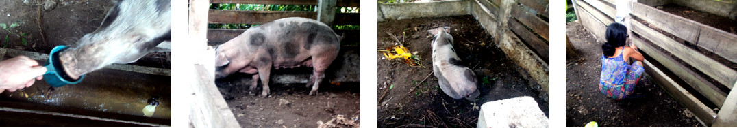 Images of sick tropical backyard sow